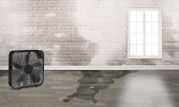 Best 24/7 water damage repair  in Ajo, AZ